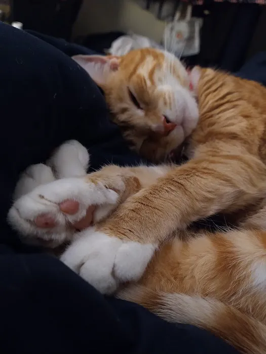 Marmalade & Mobile Vet Picture 5
