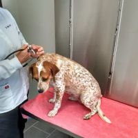 Claymont Animal Hospital ico