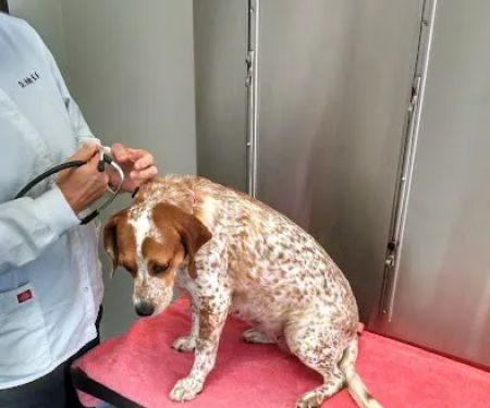 Claymont Animal Hospital