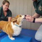 Graylyn Crest Animal Hospital