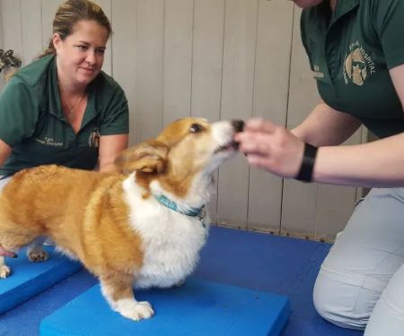 Graylyn Crest Animal Hospital