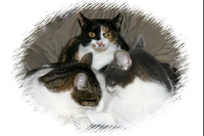 Branmar Veterinary Hospital Picture 5