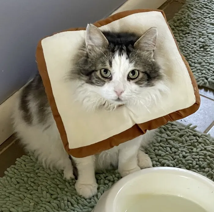 Wilmington Animal Hospital Picture 6