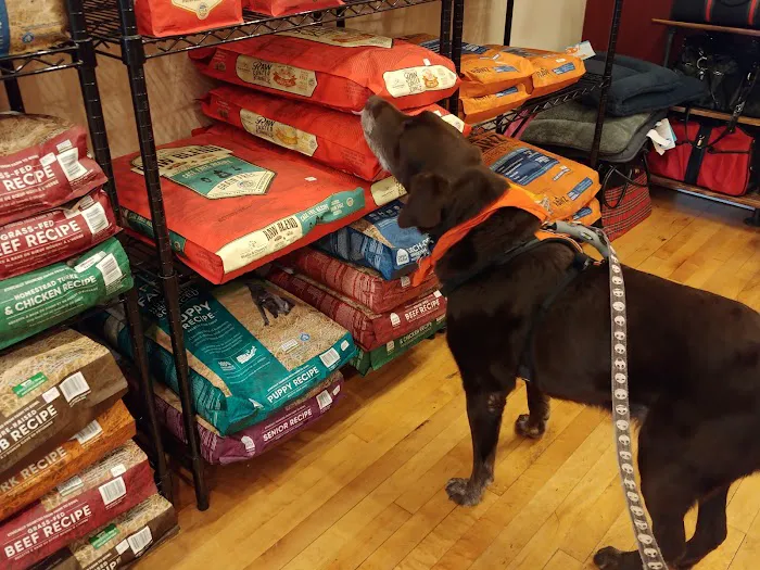 The Hungry Hound Picture 10