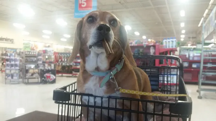 Petco Picture 5