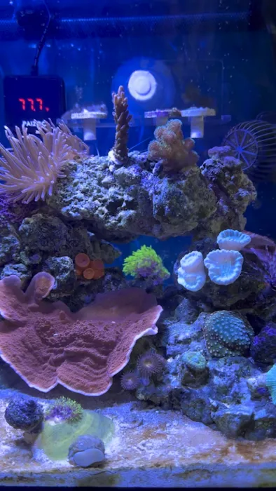 Corals by Reefer Ryan Picture 2