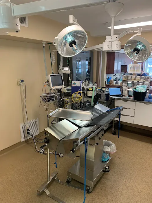 Main Line Veterinary Specialists Picture 9