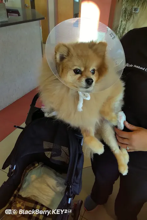 Main Line Veterinary Specialists Picture 8