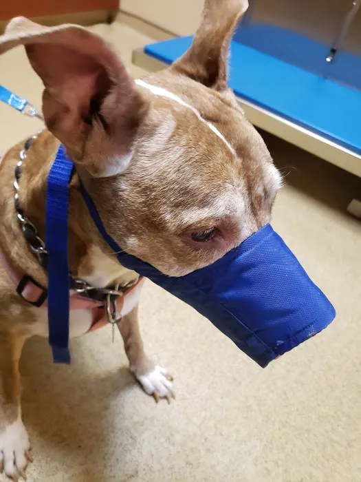 Devon Veterinary Hospital Picture 9