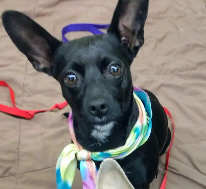 Petco Picture 8