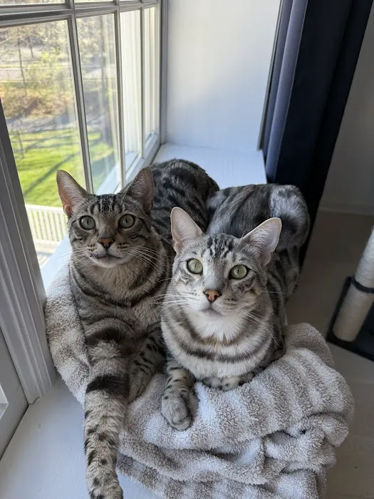 Best Friend Vet Picture 3