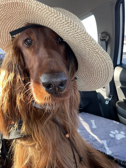 Best Friend Vet Picture 9