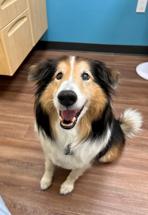 Best Friend Vet Picture 8