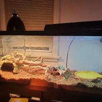 Major League Exotic Pets ico