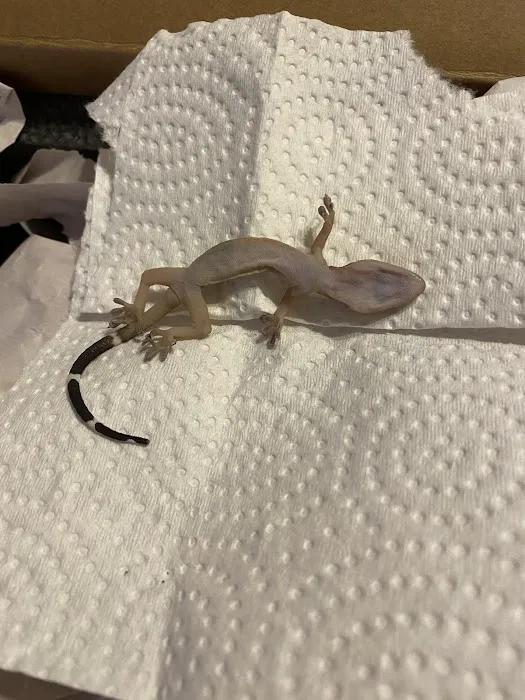 Major League Exotic Pets Picture 3
