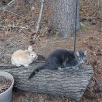 Rocky Hill Veterinary Clinic