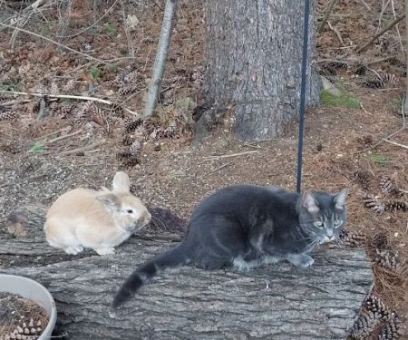 Rocky Hill Veterinary Clinic