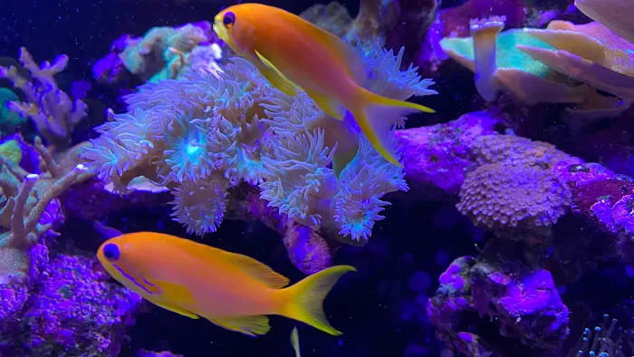 Fish Guys LLC. A division of Natures Kingdom, LLC. Picture 3