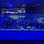 Fish Guys LLC. A division of Natures Kingdom, LLC.