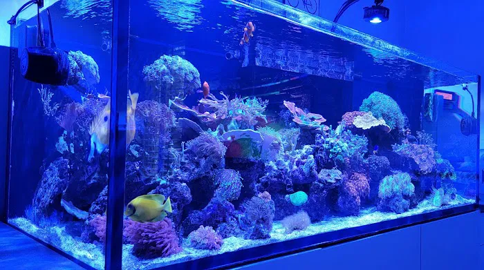 Fish Guys LLC. A division of Natures Kingdom, LLC. Picture 7