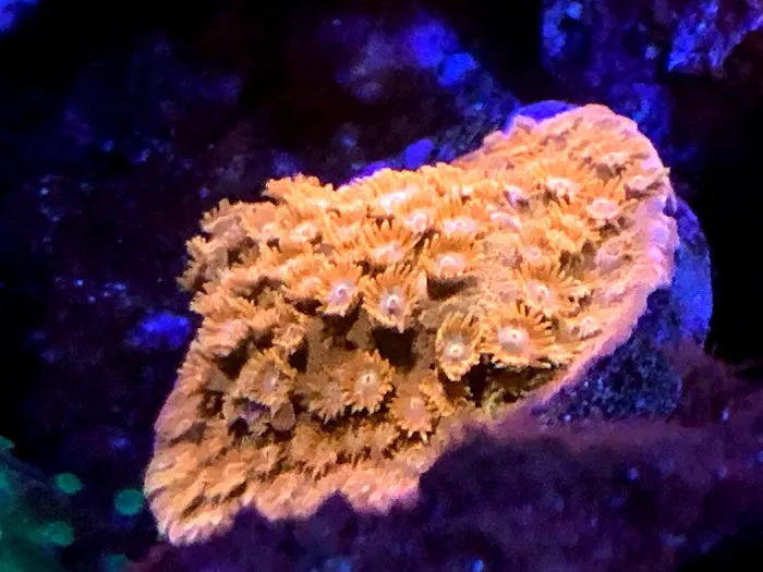 Fish Guys LLC. A division of Natures Kingdom, LLC. Picture 4