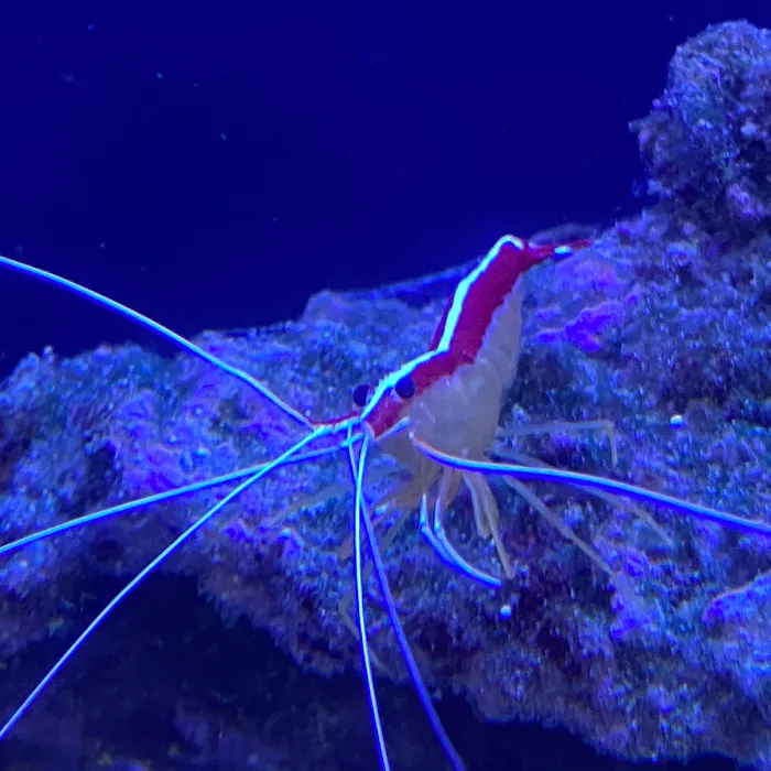 Fish Guys LLC. A division of Natures Kingdom, LLC. Picture 5