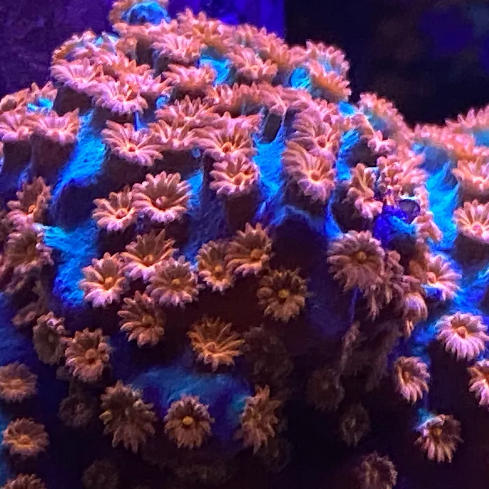 Fish Guys LLC. A division of Natures Kingdom, LLC. Picture 10