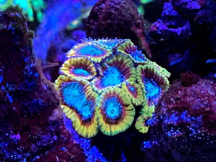 Fish Guys LLC. A division of Natures Kingdom, LLC. Picture 8