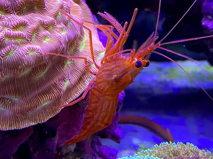 Fish Guys LLC. A division of Natures Kingdom, LLC. Picture 9