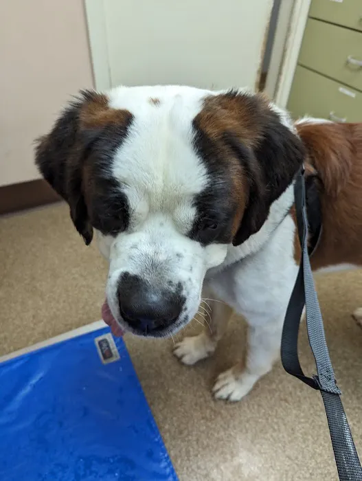 Malvern Veterinary Hospital Picture 7