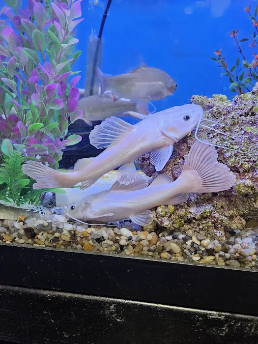 Anchor Aquarium Freshwater Fish & Maintenance Picture 1