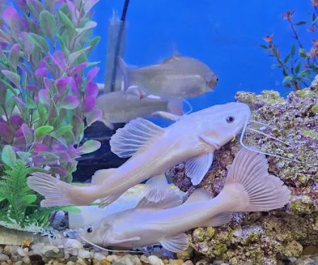 Anchor Aquarium Freshwater Fish & Maintenance