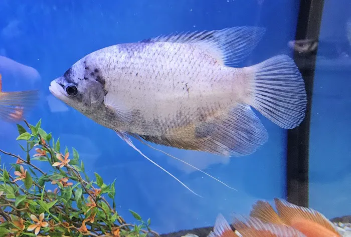 Anchor Aquarium Freshwater Fish & Maintenance Picture 6
