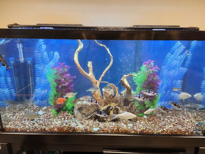 Anchor Aquarium Freshwater Fish & Maintenance Picture 4