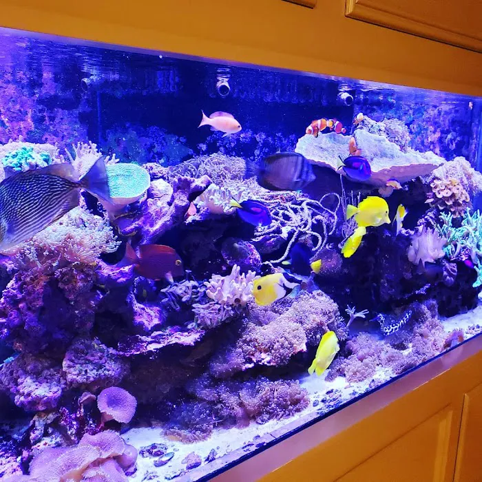 Anchor Aquarium Freshwater Fish & Maintenance Picture 5