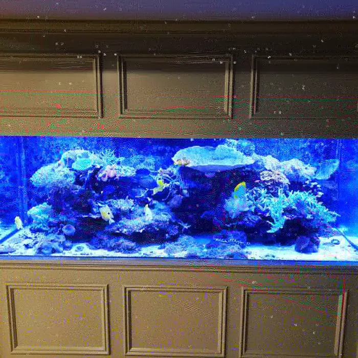 Anchor Aquarium Freshwater Fish & Maintenance Picture 10
