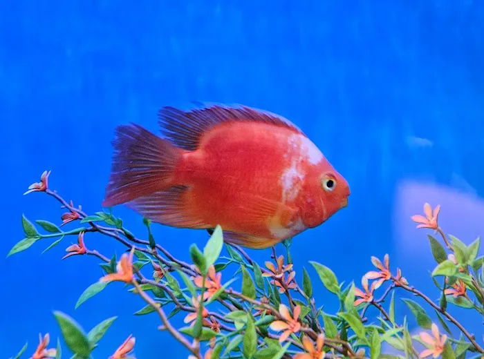 Anchor Aquarium Freshwater Fish & Maintenance Picture 8