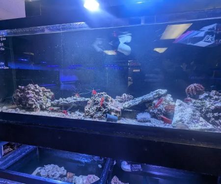 Sea Level Aquarium
