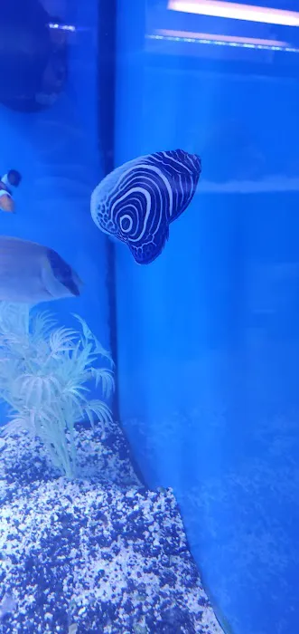 Sea Level Aquarium Picture 3