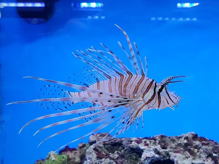 Sea Level Aquarium Picture 4