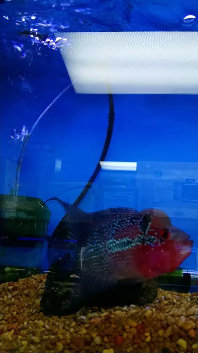 Sea Level Aquarium Picture 6