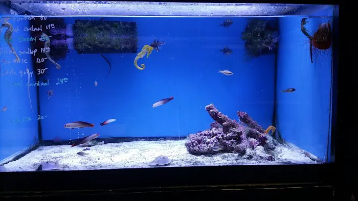 Sea Level Aquarium Picture 5