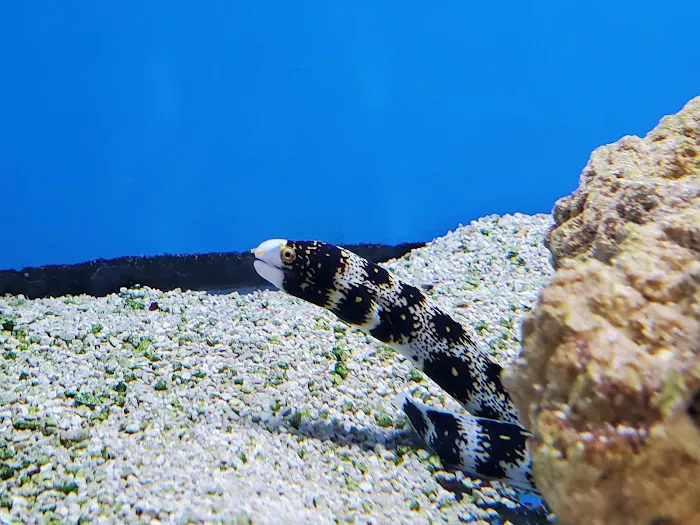 Sea Level Aquarium Picture 10