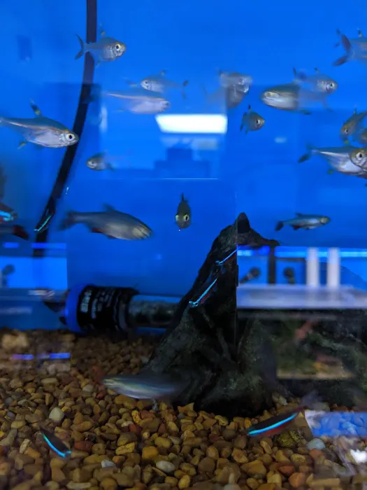 Sea Level Aquarium Picture 9