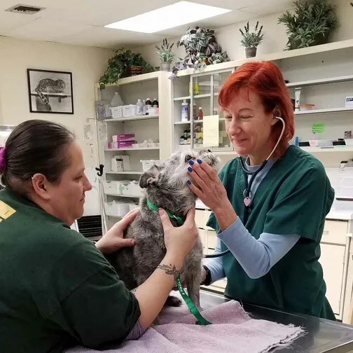 Dawn Urioste DVM Picture 2