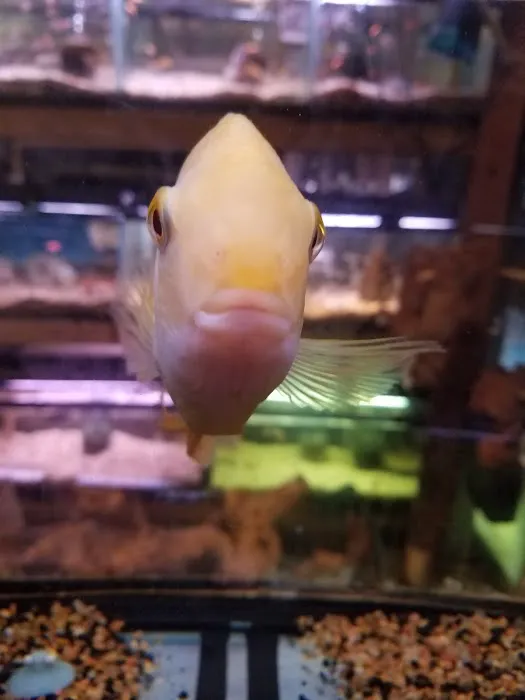 Ely's Tropical Fish Picture 2