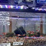 Ely's Tropical Fish
