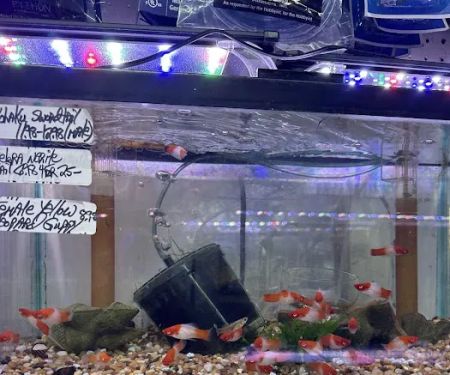 Ely's Tropical Fish