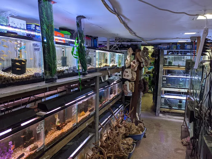 Ely's Tropical Fish Picture 3