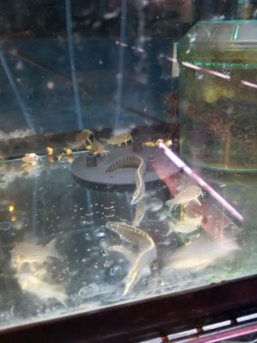 Ely's Tropical Fish Picture 6